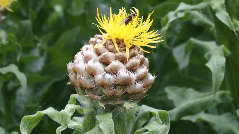 Asteracea - Centaurea macrocephala